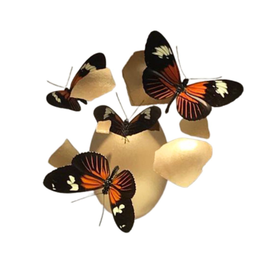 MANIOULOUX - Impact - Papillons naturalisés, œuf, plexiglass - 20 x 20 x 20 cm