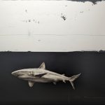 Requin