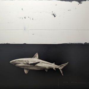 Requin
